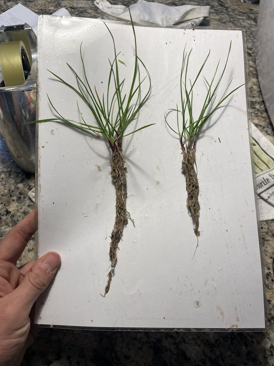 PaddyDickson1's tweet photo. @OakbankGame @FarmerAndyH @johnkempf @Matt3ngland @AdvancingEcoAg Biocoat gold on the left of both images. Wheat drilled 16/10, the shoot growth in the wheat is quite different https://t.co/ORUQVbTeVN