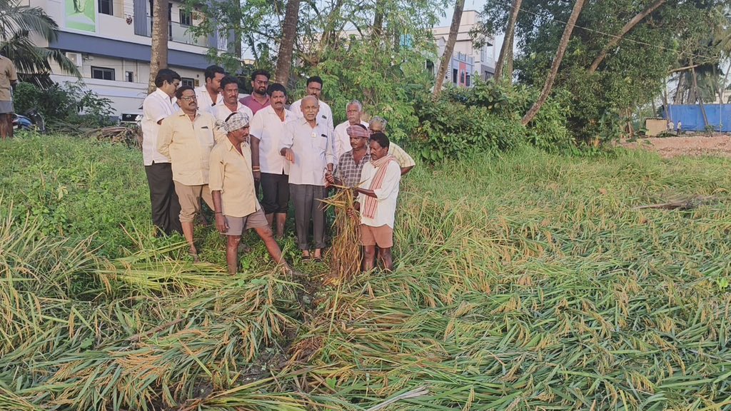 YSR Congress Party (@ysrcparty) on Twitter photo తూర్పు గోదావరి జిల్లా, అనపర్తి నియోజకవర్గం
అనపర్తి మండలం కొప్పవరం గ్రామంలో ‘మొంథా’ తుఫాను ప్రభావంతో వరిచేన్లు నేలమట్టం అయ్యాయి. రైతులు భారీ నష్టాన్ని చవిచూశారు మరియు తీవ్ర ఇబ్బందులను ఎదుర్కొంటున్నారు.
వైయస్ఆర్సీపీ ప్రభుత్వంలో ఉచిత పంట భీమాతో రైతులకు భరోసా ఉండేదని, నేడు కూటమి తూర్పు గోదావరి జిల్లా, అనపర్తి నియోజకవర్గం
అనపర్తి మండలం కొప్పవరం గ్రామంలో ‘మొంథా’ తుఫాను ప్రభావంతో వరిచేన్లు నేలమట్టం అయ్యాయి. రైతులు భారీ నష్టాన్ని చవిచూశారు మరియు తీవ్ర ఇబ్బందులను ఎదుర్కొంటున్నారు.
వైయస్ఆర్సీపీ ప్రభుత్వంలో ఉచిత పంట భీమాతో రైతులకు భరోసా ఉండేదని, నేడు కూటమి