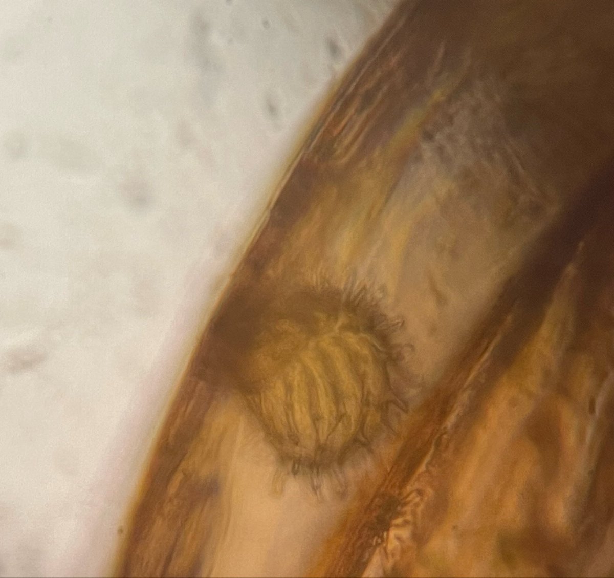 cat_ladyfern's tweet photo. Let's talk about ferns!
Are all leptosporangia morphologies the same across fern species? The short answer is no. Take Anemia phyllitidis’s apical annulus, for example.
Happy FernFriday! 🌿💚

#fernfriday #pteridology #pteridophyta https://t.co/m68VGQk8SO