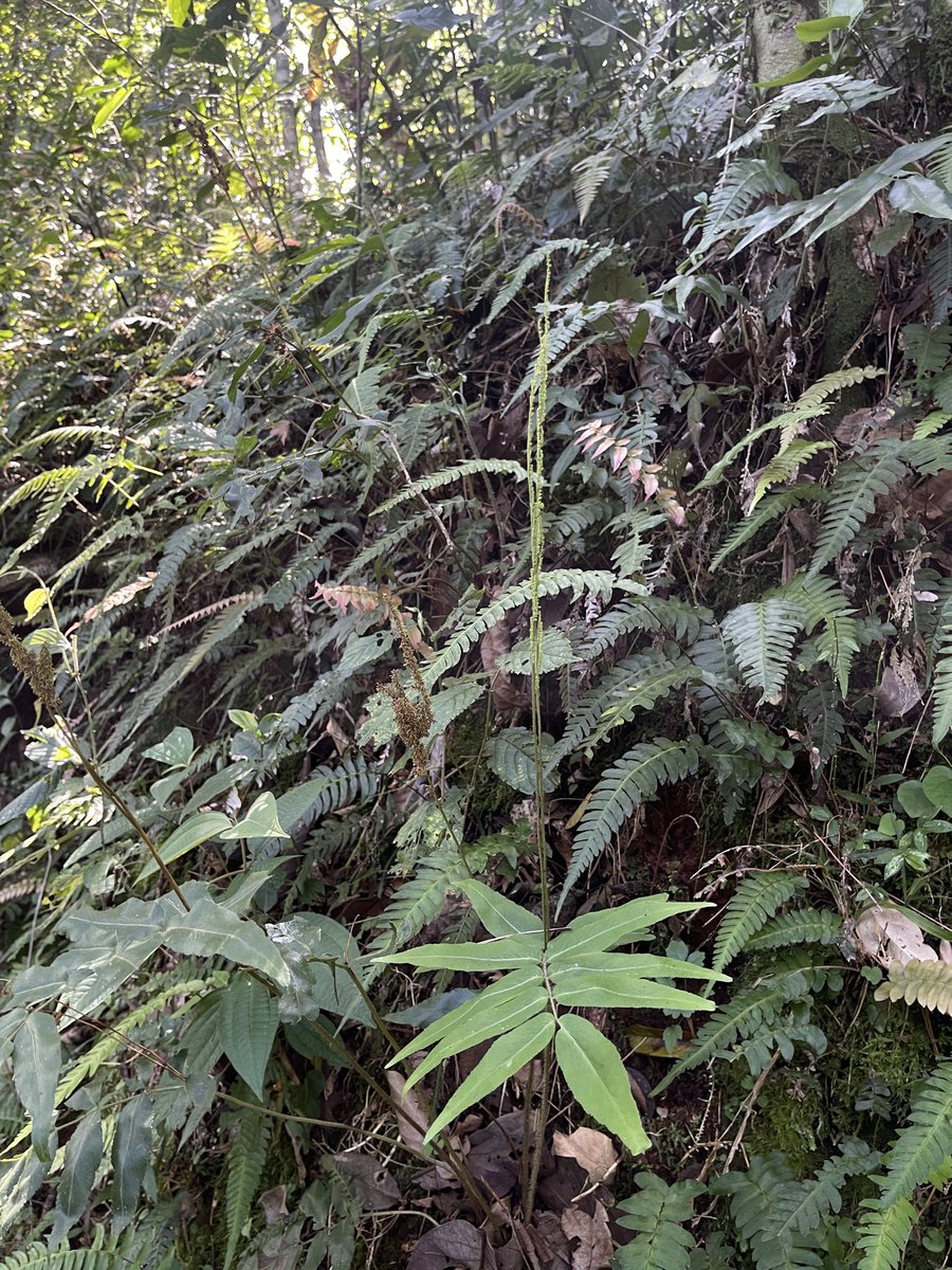 cat_ladyfern's tweet photo. Let's talk about ferns!
Are all leptosporangia morphologies the same across fern species? The short answer is no. Take Anemia phyllitidis’s apical annulus, for example.
Happy FernFriday! 🌿💚

#fernfriday #pteridology #pteridophyta https://t.co/m68VGQk8SO