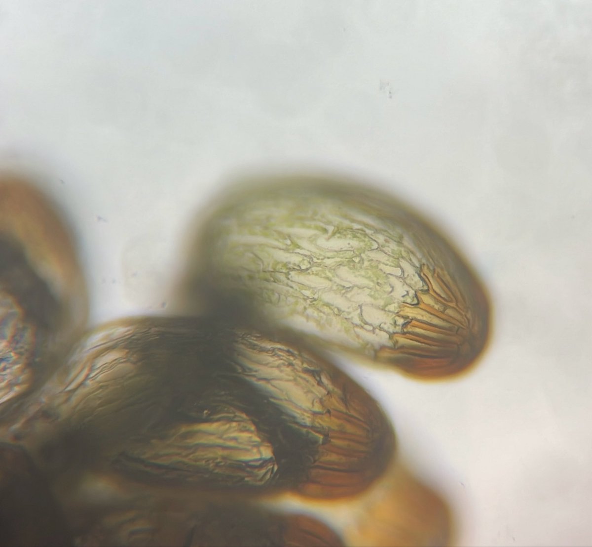 cat_ladyfern's tweet photo. Let's talk about ferns!
Are all leptosporangia morphologies the same across fern species? The short answer is no. Take Anemia phyllitidis’s apical annulus, for example.
Happy FernFriday! 🌿💚

#fernfriday #pteridology #pteridophyta https://t.co/m68VGQk8SO