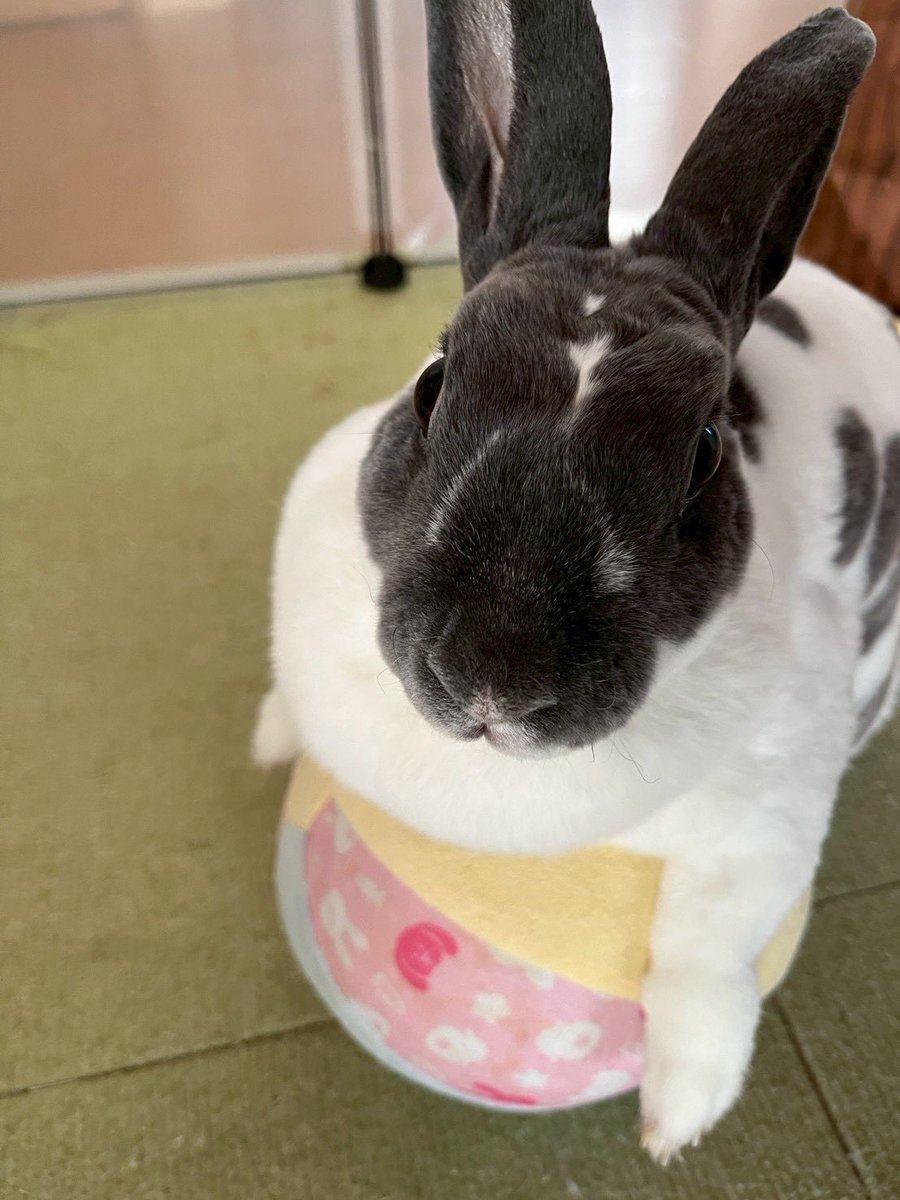 utmnk_pyp's tweet photo. 部屋んぽの時の嬉しいキラキラおめめ🐰✨ボール大好きです⚽️💓 https://t.co/qiprfYYjaI