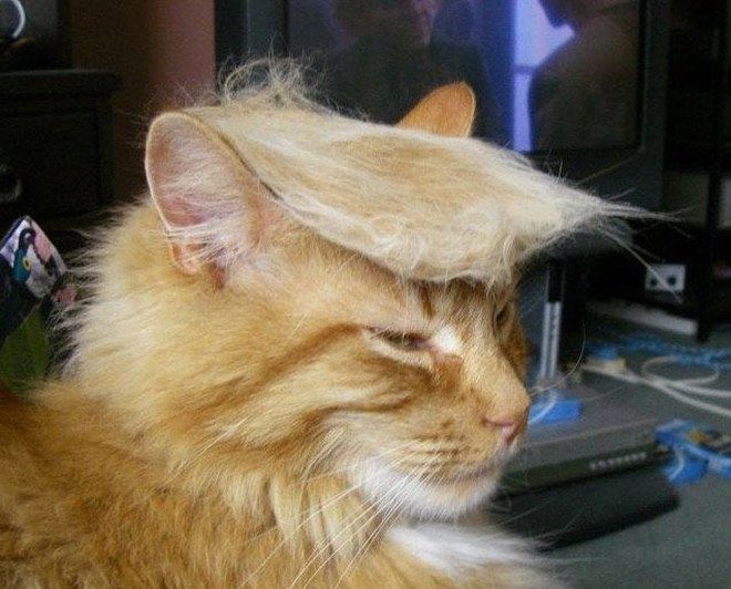 Not__CBS's tweet photo. @cold_medinaa CATS ARE GREAT, ALWAYS!
#CAGA 🇺🇸
#ILoveCats ❤️🔥😻 https://t.co/CXsEhkxjT8