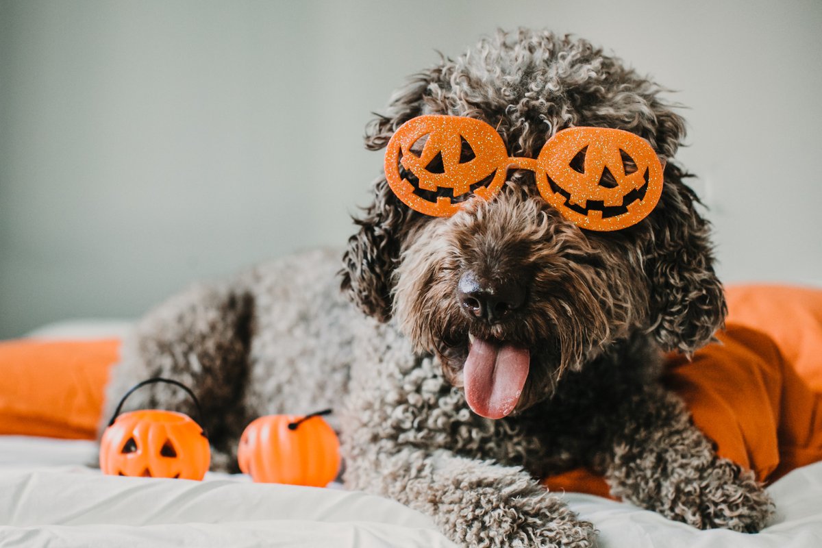 BostonSuites's tweet photo. Frights, treats, and spooky beats—Halloween is here! 🎃👻✨ https://t.co/4C8CDDzzNw