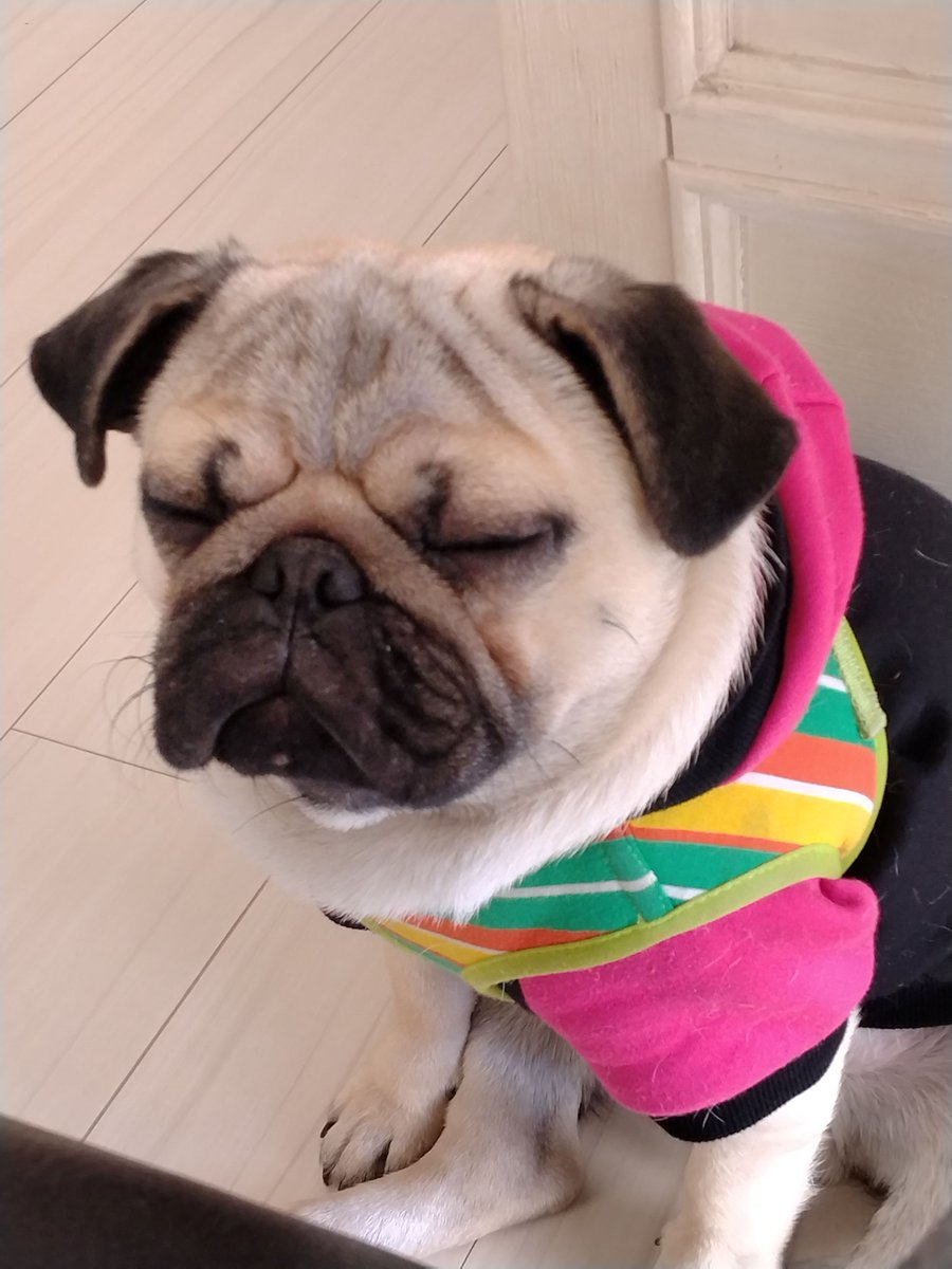 今日から11月です🍁🍂 実は11月1日は「ワンワンワン」にちなんで