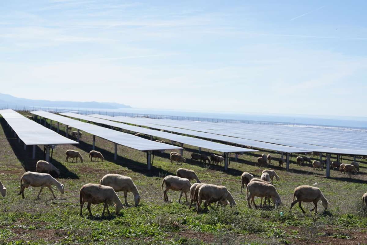 Qualenergiait's tweet image. Il produttore di energia EDP, attraverso #EDP Renewables, ha inaugurato Monti di Eboli (SA) il suo primo impianto fotovoltaico integrato con pascolo in Europa e il primo impianto di questo tipo ... Leggi l'articolo completo -&amp;gt; rviv.ly/hNBTH5