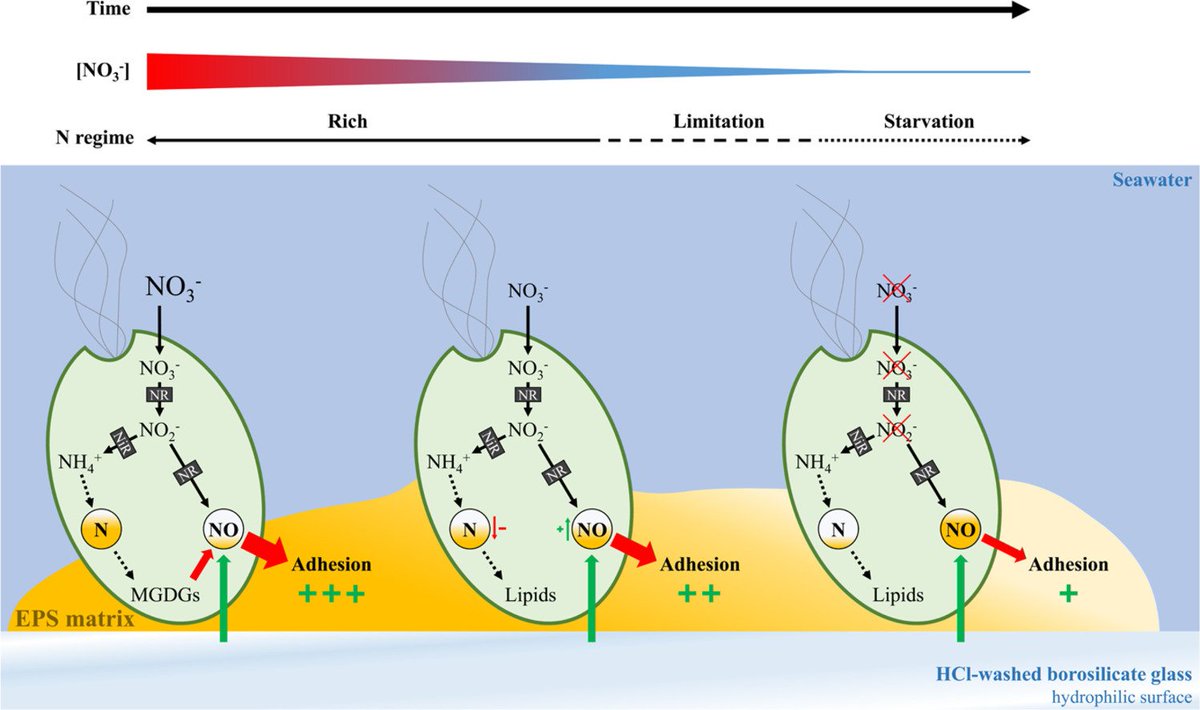 MicrobesInfect's tweet image. Effects of nitrate limitation on the metabolome of Tetraselmis suecica #biofilms

sciencedirect.com/science/articl… #OpenAccess #metabolomics