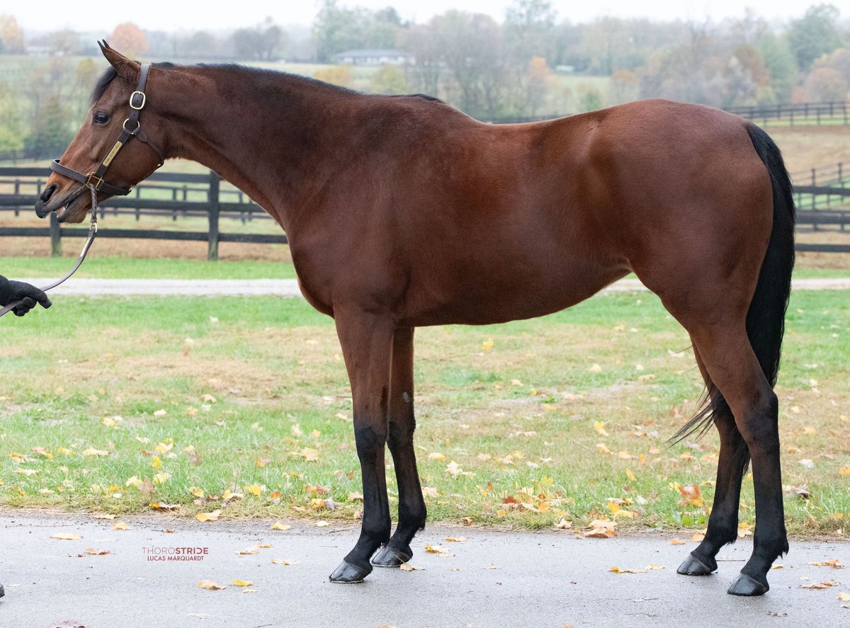 Excited to be selling a GREAT group of Broodmare Prospects <a href="/keenelandsales/">Keeneland Sales</a> Book 2 this week! 

Highlight of this group today is 
Hip 523 - PARIS SECRET

     An Ireland bred filly by ZOFFANY, she WON the G3 Providencia S. and placed in the G3 Honeymoon S. beating stakes winners