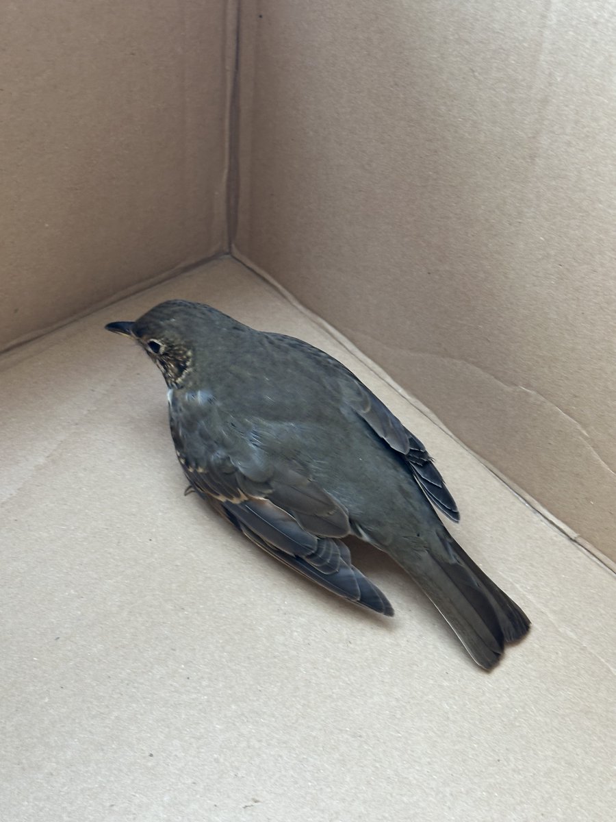 Nooton 🐑 #CDC tweet media