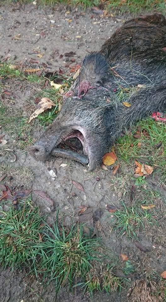 AdeaClaude's tweet photo. Tirer une balle dans la tête d'un sanglier, lui mettre un morceau de bois pour lui ouvrir la gueule. Prendre une photo, partir et laisser ce pauvre animal au milieu d'un chemin. 
À votre avis qui peut commettre ce genre d'atrocités ?
Et oui, toujours les mêmes avinés décérébrés https://t.co/2HXmrysGeL