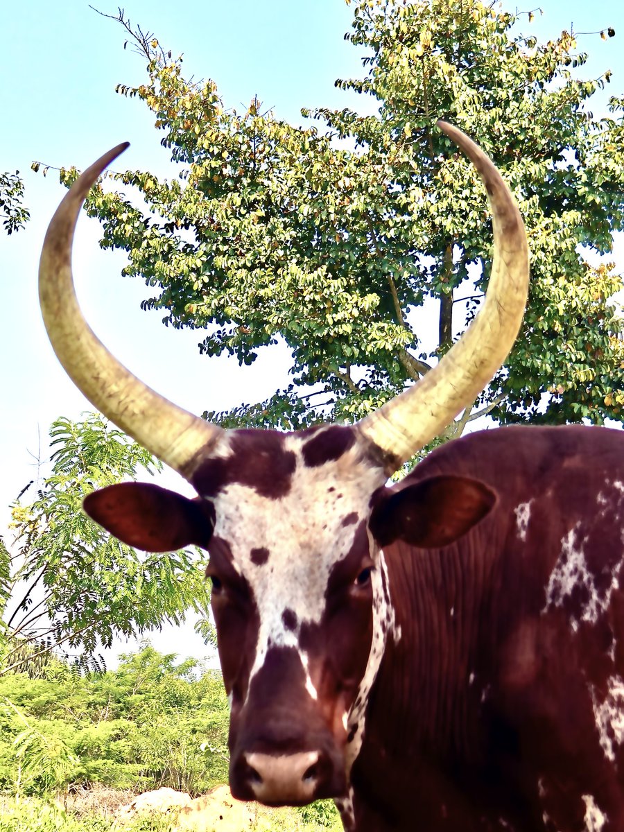 enocdaman's tweet photo. @jjmmli Long horned cows #Uganda https://t.co/3TGqnT9bwi