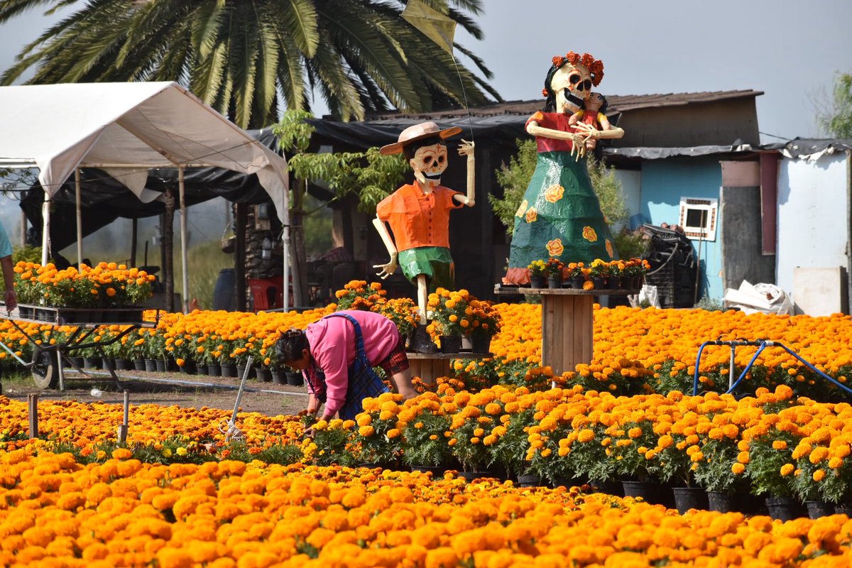 Dedicación y corazón en el trabajo de familias floricultoras en los campos de Cempasúchil en San Juan Tlaxialtemalco y San Gregorio Atlapulco, en Xochimilco.

Consume local y lo producido en la Ciudad de México, #CDMXCorazónGrande. 🧡