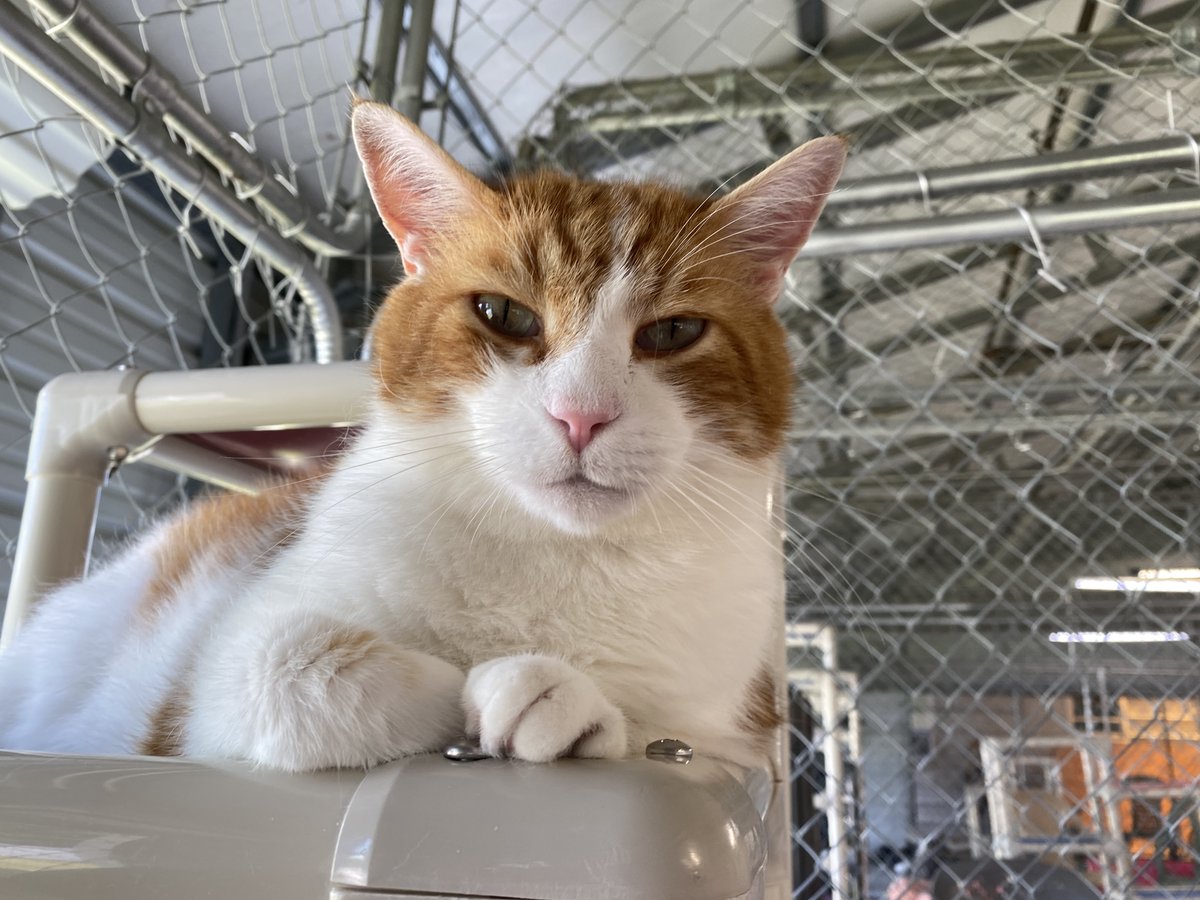 #COTD BooBoo is a FIV+ gentle giant that hails from Texas. He came to us after he and his owner had their lives uprooted from Texas and they came to NC. He’s a very sweet boy and loves hanging out with people.

Read more: blindcatrescue.com/cats/booboo.htm