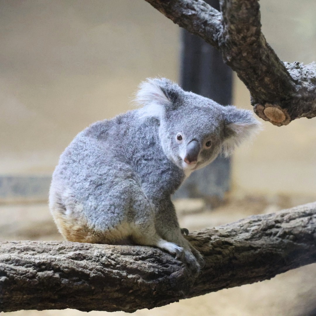 adorno コアラ coala adorno コアラ coala コアラのコア Koa the Koala