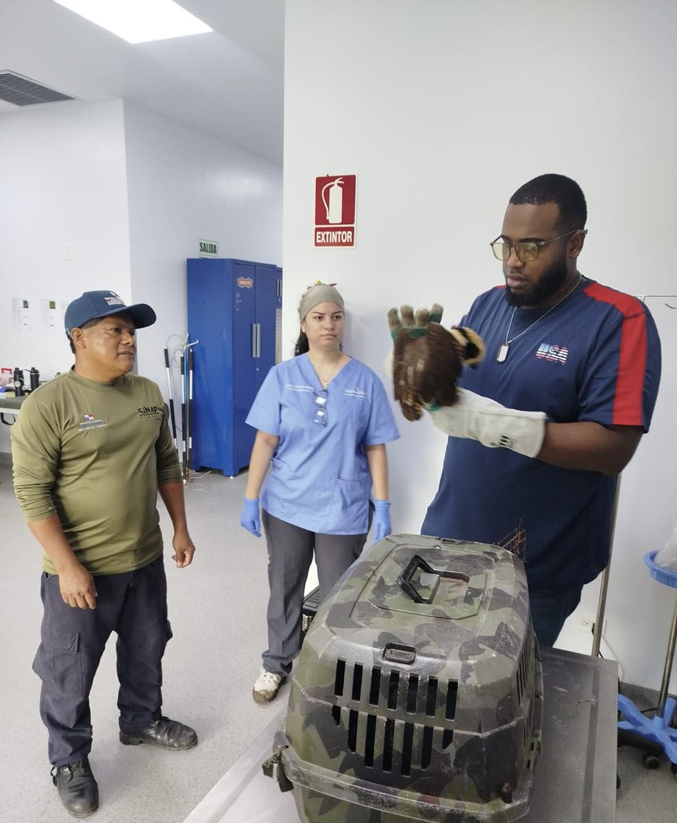 Guardaparques de <a href="/MiAmbientePma/">Ministerio de Ambiente de Panamá</a>  rescataron a un halcón reidor en el residencial Brisas del Golf, corregimiento de Nuevo Emperador. El ejemplar fue reportado por un ciudadano y trasladado a la clínica veterinaria de la entidad para su evaluación y atención especializada.