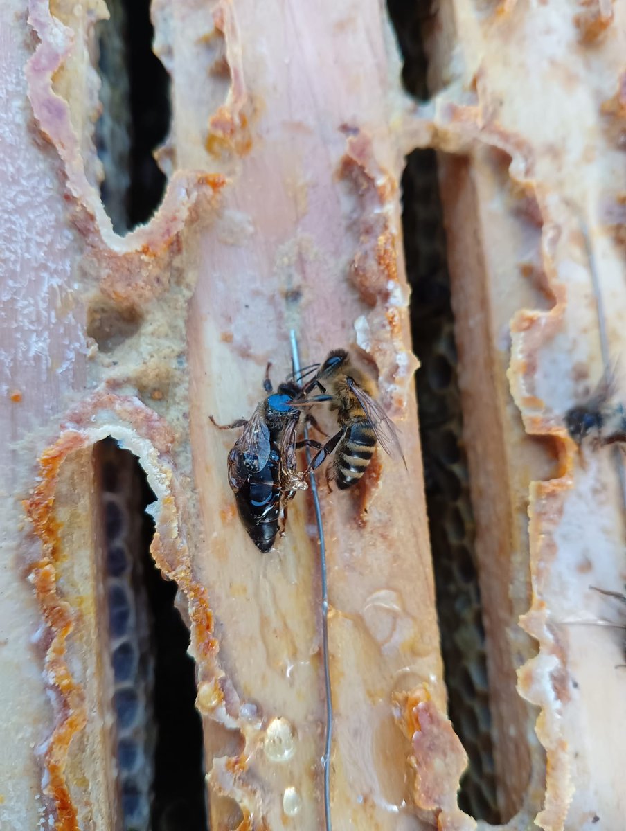 Včelař tweet media