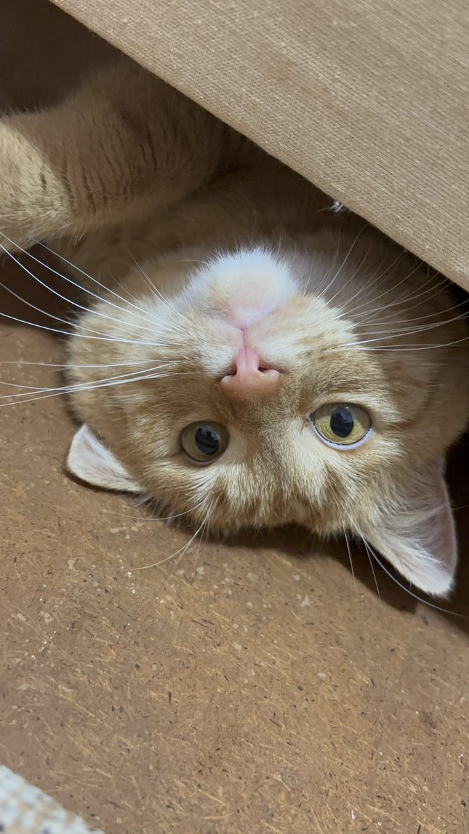Руді лубенські коти то любов 🧡