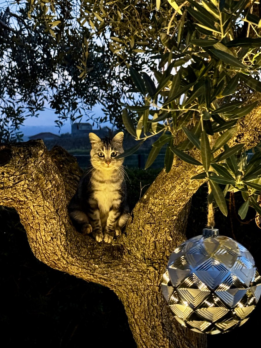 Olijven eruit. 
Kerstballen erin. #DitisItalie