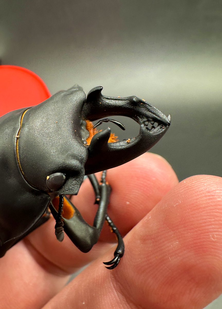 かぶぶくわわ (@mushi_lowkun) / Posts / X