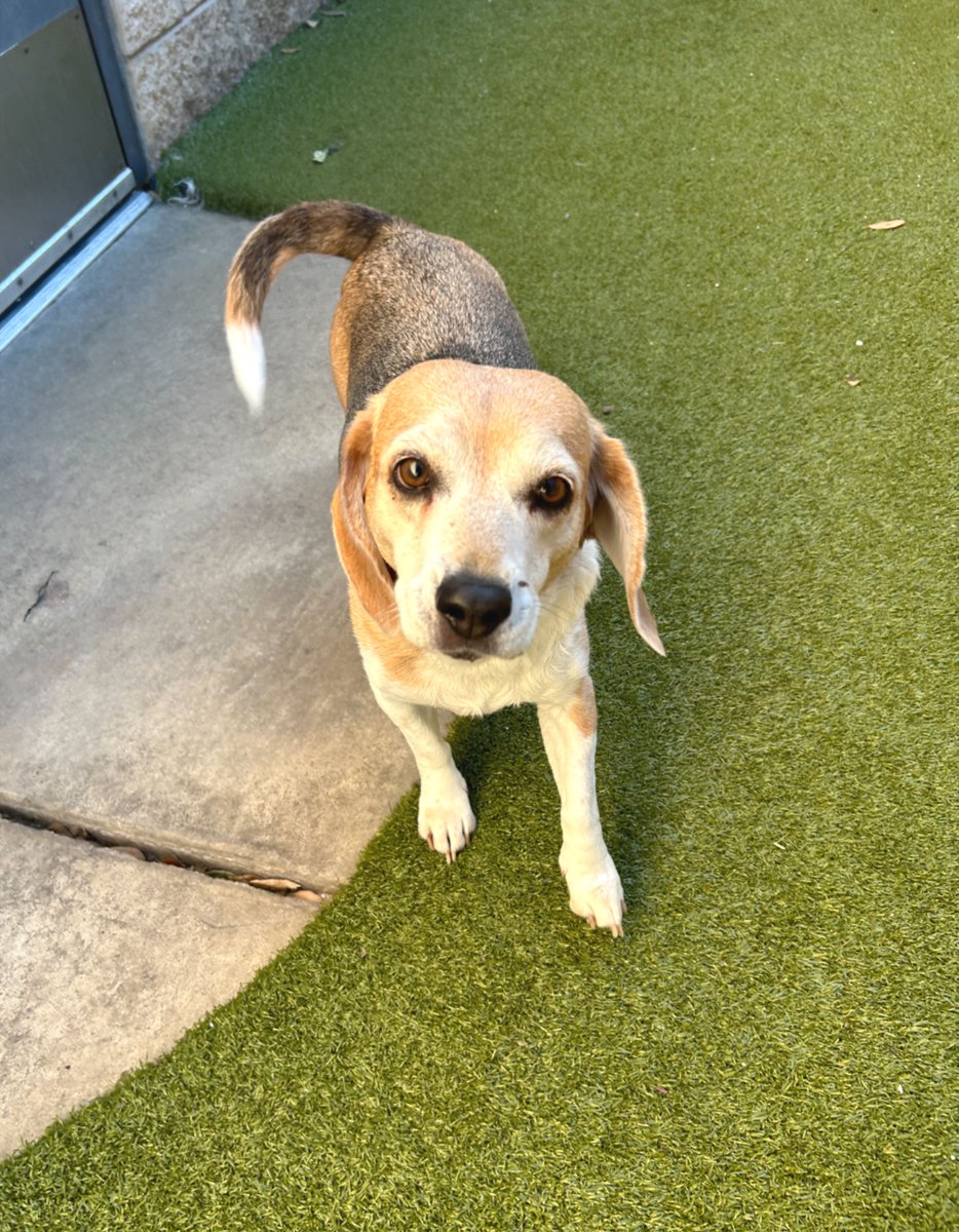 metro_plano's tweet image. Happy howl-o-ween from the Metro Animals pack! 🎃 💚
#HappyHalloween #MetroAnimals #DogsOfTexas