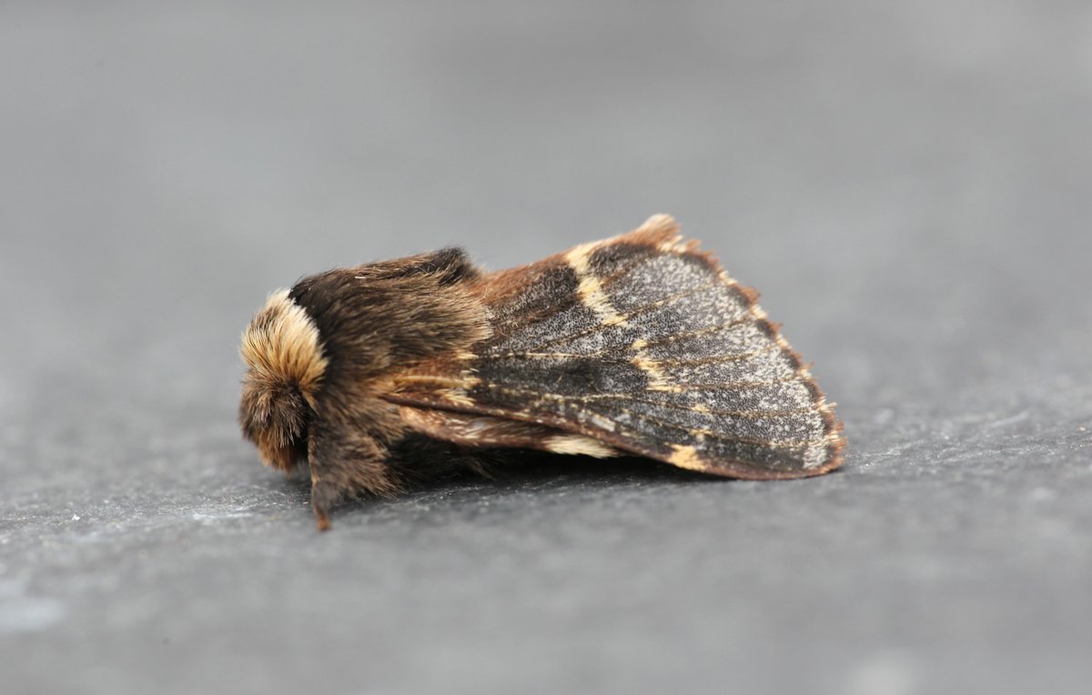 Dave Hutton tweet media