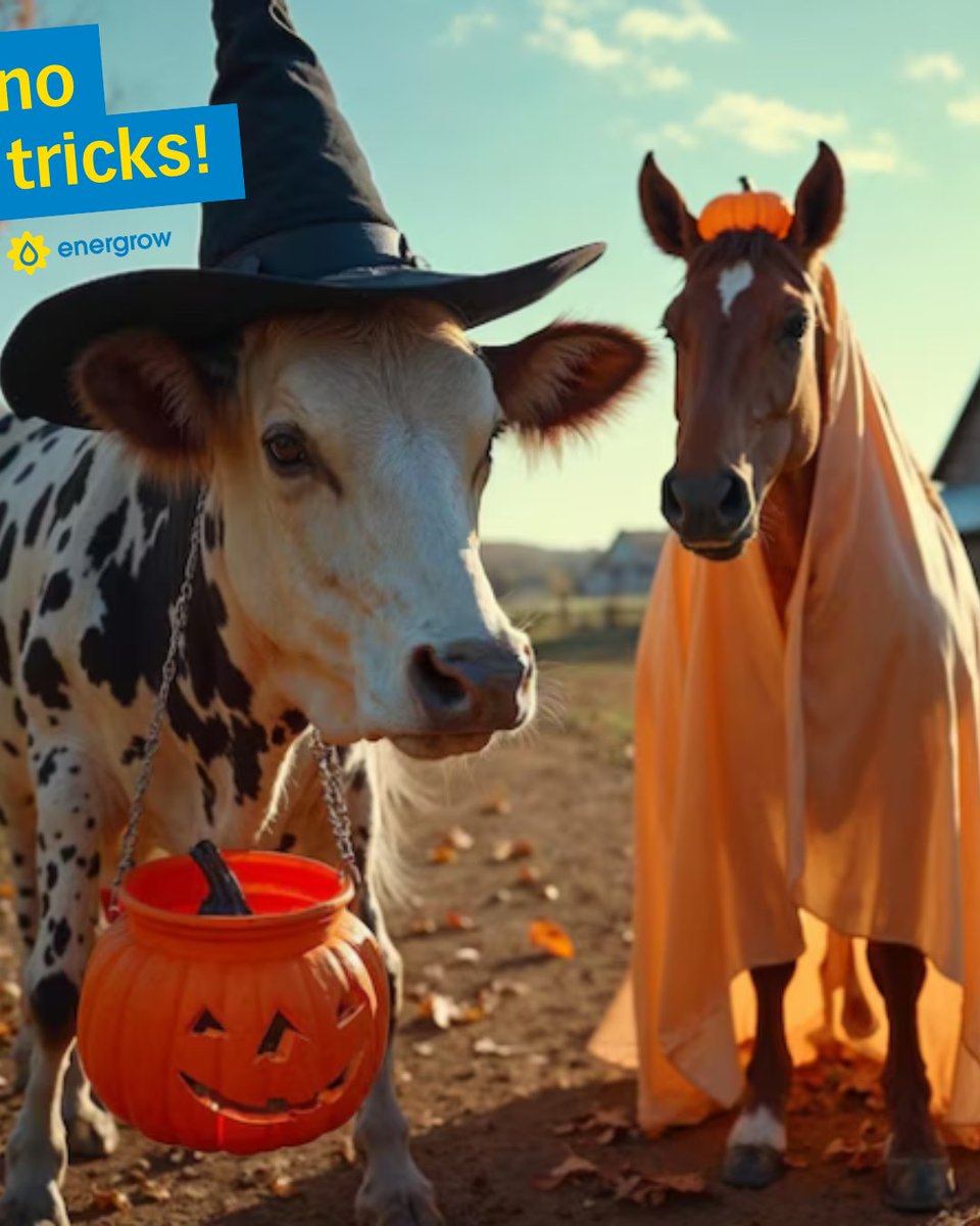 No tricks, just treats with Energrow 
Turn soybeans into spooky profits:
-Fresh feed
-Oil to sell
-More $$ on-farm
Now that’s a good scare for your feed bill!
#GreenFriday #SustainableFarming #Energrow #HappyHalloween #AddValue #FarmLife #yourfeedyourway