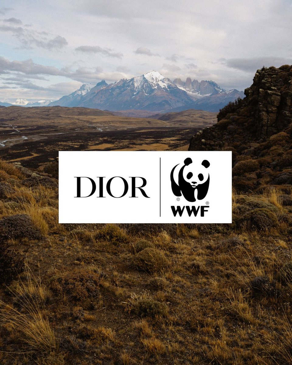 LVMH's tweet image. As part of its partnership with WWP, Parfums Christian @Dior extends its commitment to protecting big cats worldwide : after the lynx in France and the jaguar in North America, a third project is now deployed for the puma in Chile.

Learn More: lvmh.com/en/news-lvmh/p…

#LVMH…