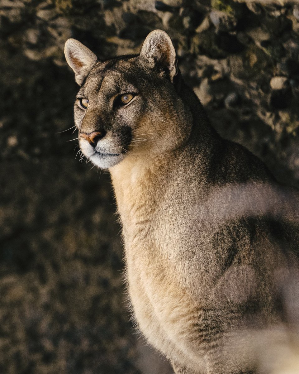 LVMH's tweet image. As part of its partnership with WWP, Parfums Christian @Dior extends its commitment to protecting big cats worldwide : after the lynx in France and the jaguar in North America, a third project is now deployed for the puma in Chile.

Learn More: lvmh.com/en/news-lvmh/p…

#LVMH…