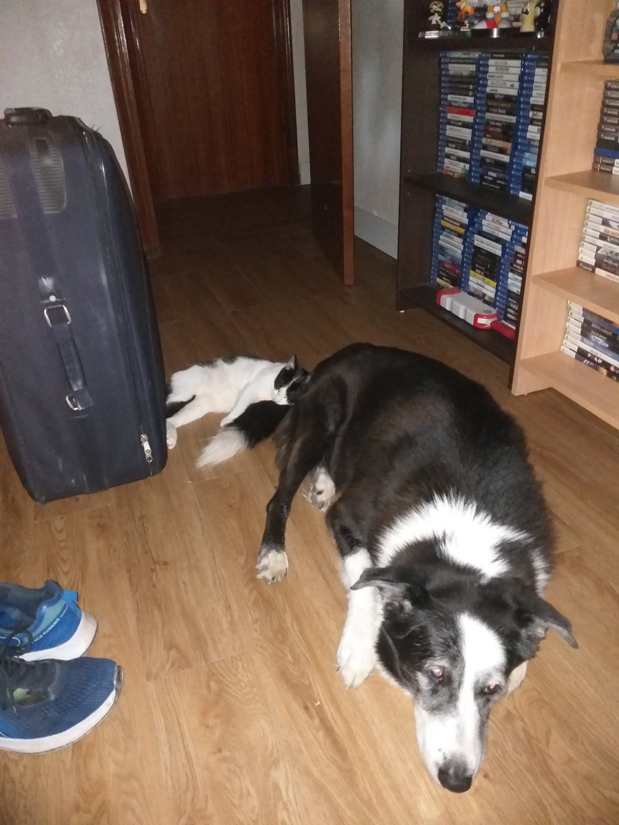 Vaya ayudantes me he buscado para la mudanza