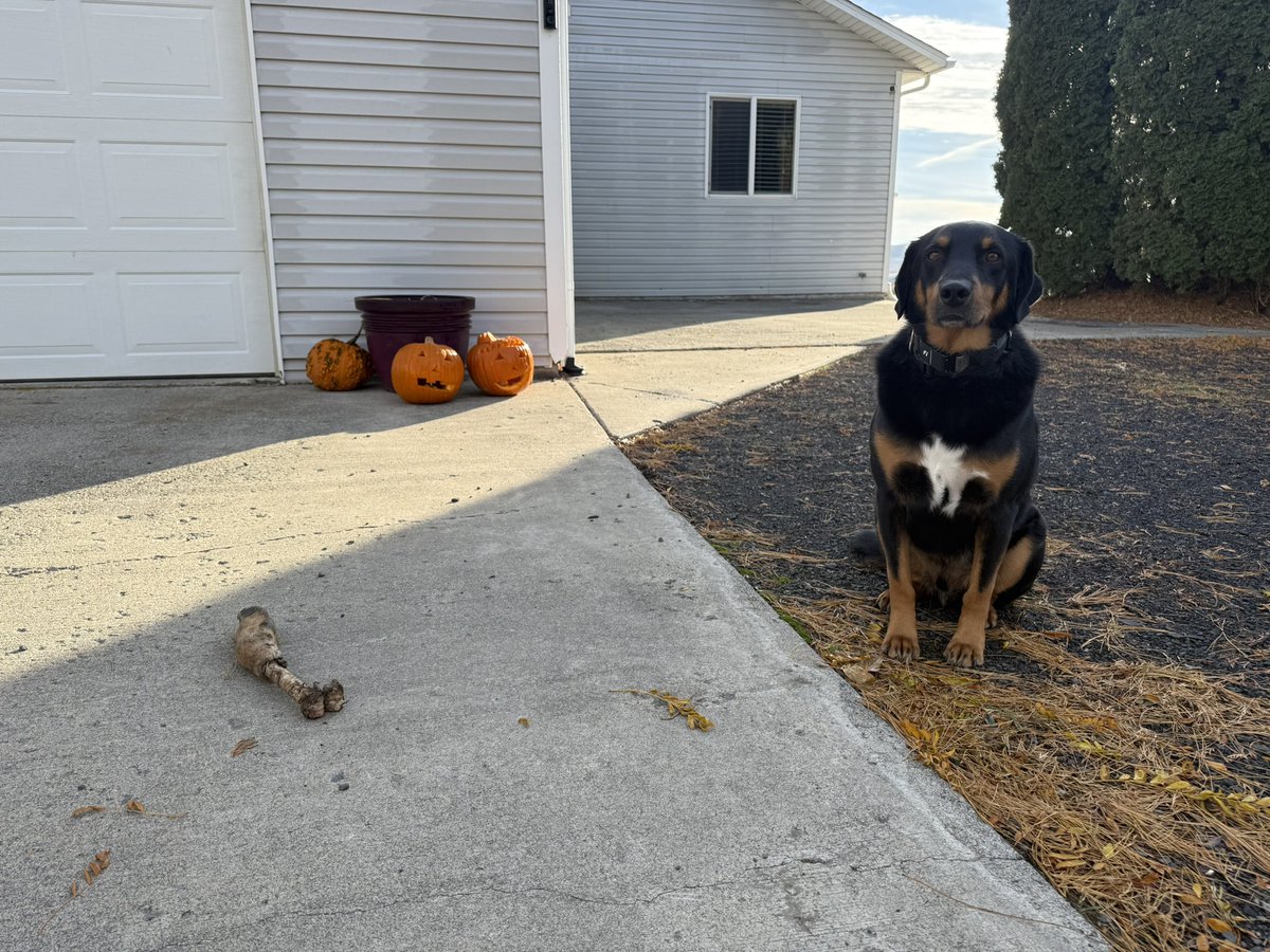 YouMeTheMovies's tweet image. Last night the girls carved Pumpkins into Jack-o’-lanterns for Halloween! This morning I found Howdy’s addition to the spooky decorations!