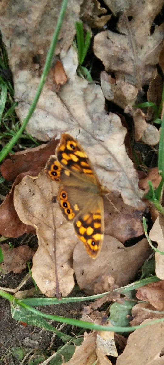 Porque la MUERTE es parte de la VIDA...🍁🦋