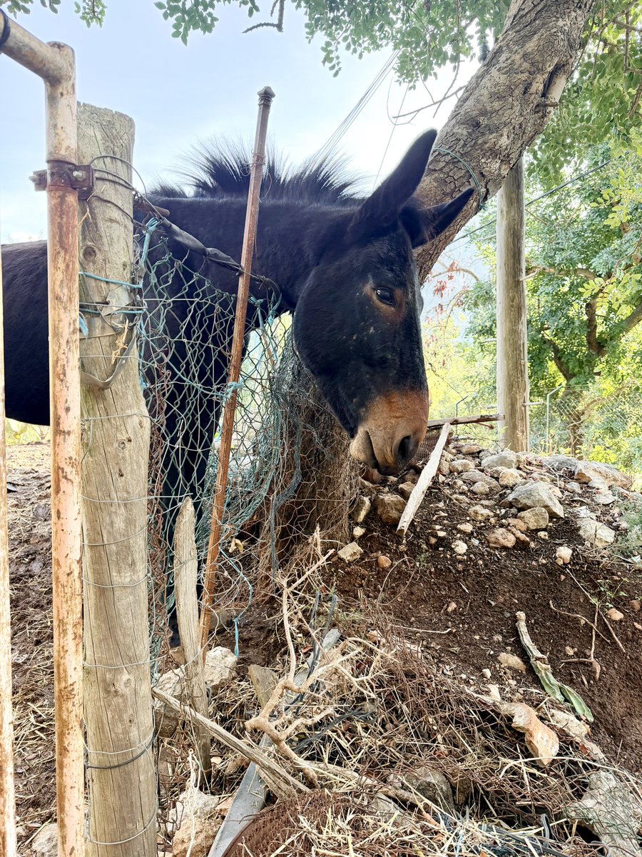 Another beautiful day here in the Sóller valley ☀️Happy Friday everyone ☺️🤸‍♂️🎉