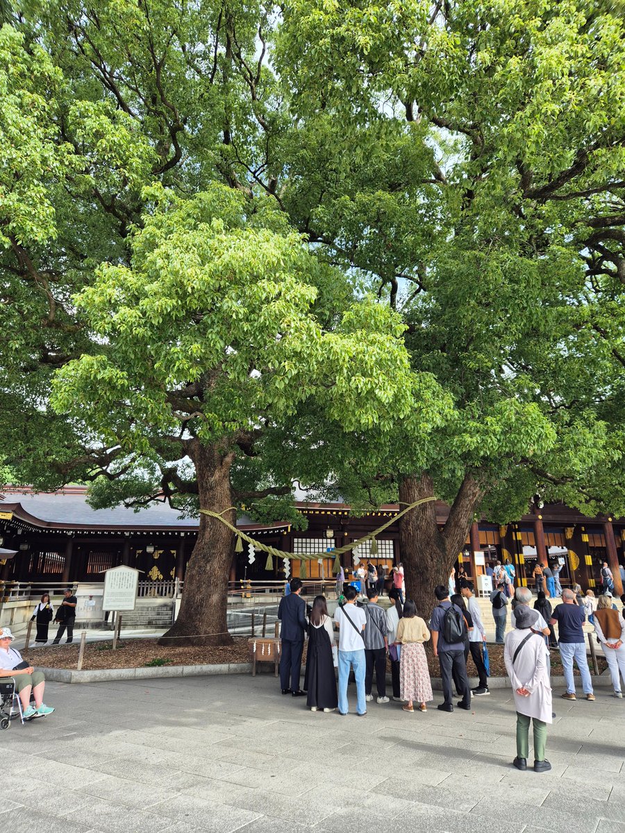 JinMuffin's tweet image. 东京第四天!今天早上是先去明治神宫。
1/x
#OldaUseeseeU
#看你在loop
#熙歌