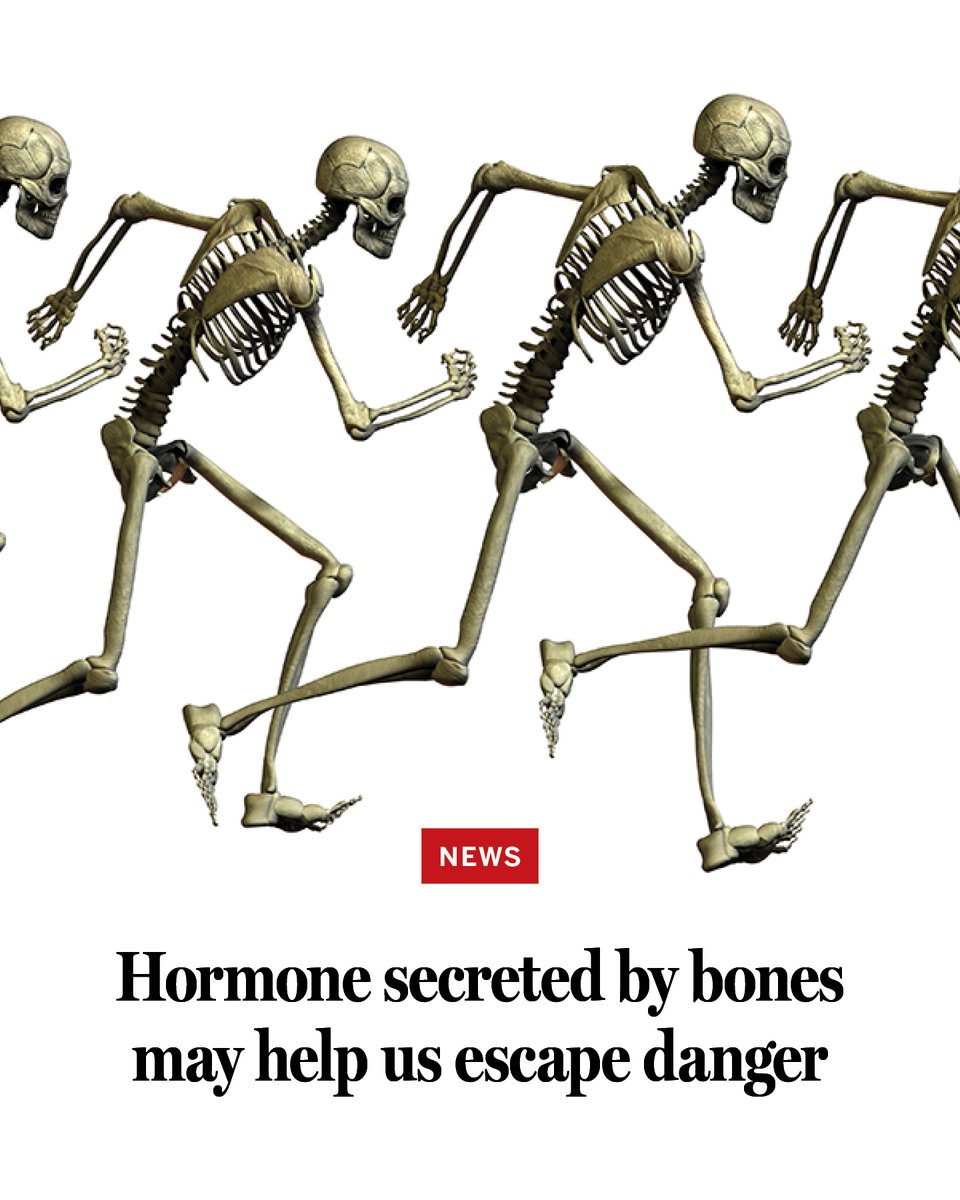 What makes us feel "fight or flight" may be less adrenaline and more of something else—a hormone that seeps out of our bones. 

Learn more on #Halloween: scim.ag/47qGnsv <a href="/NewsfromScience/">News from Science</a>