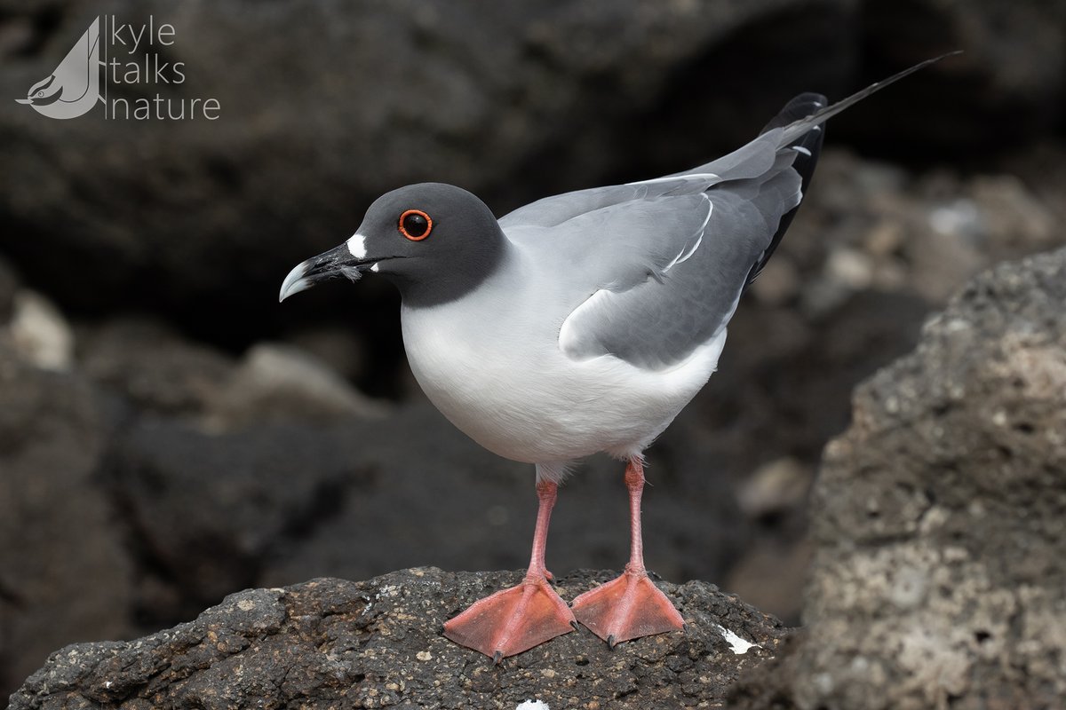 Kyle Horner tweet media