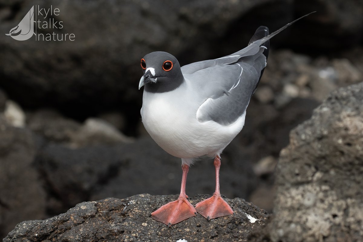 Kyle Horner tweet media