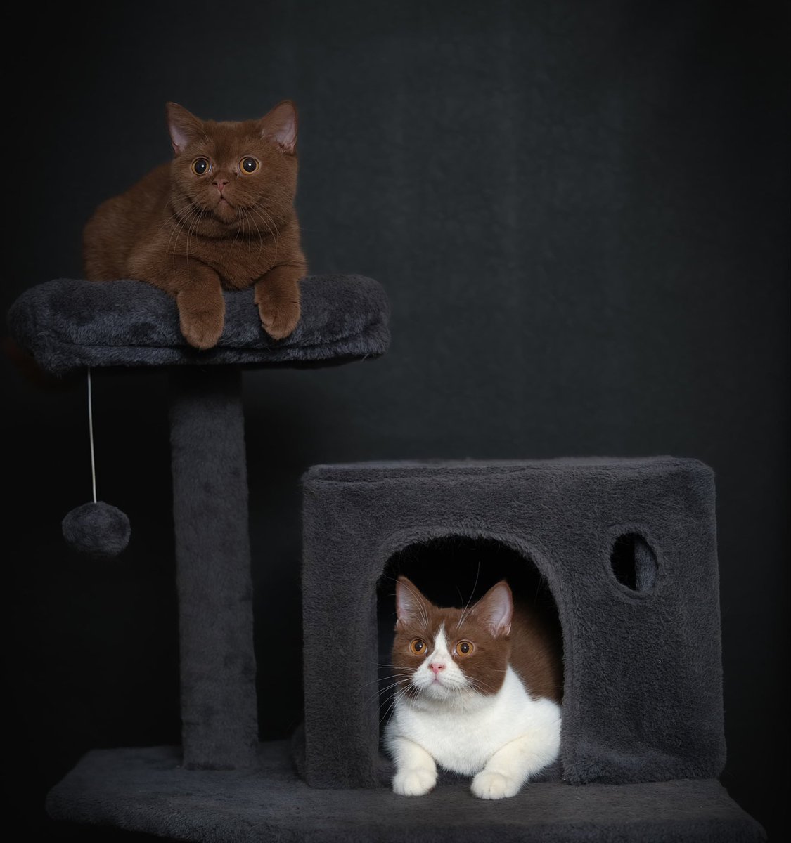 punya britsh short hair 4, warna blue (1st pic) dua2nya behave banget ya ampun mannerism nya beda bgt lah sm kucing2 gue sebelumnya. 

terus yg dua terakhir warna cinnamon, lbh bandel.. curiga ada turunan kucing oren deh ni warna