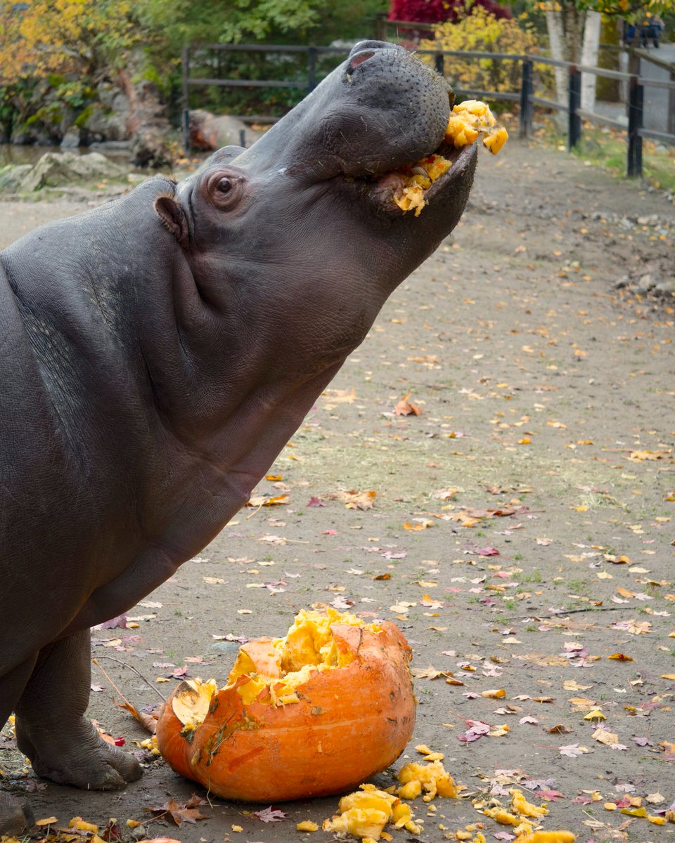 vancouverzoo tweet picture