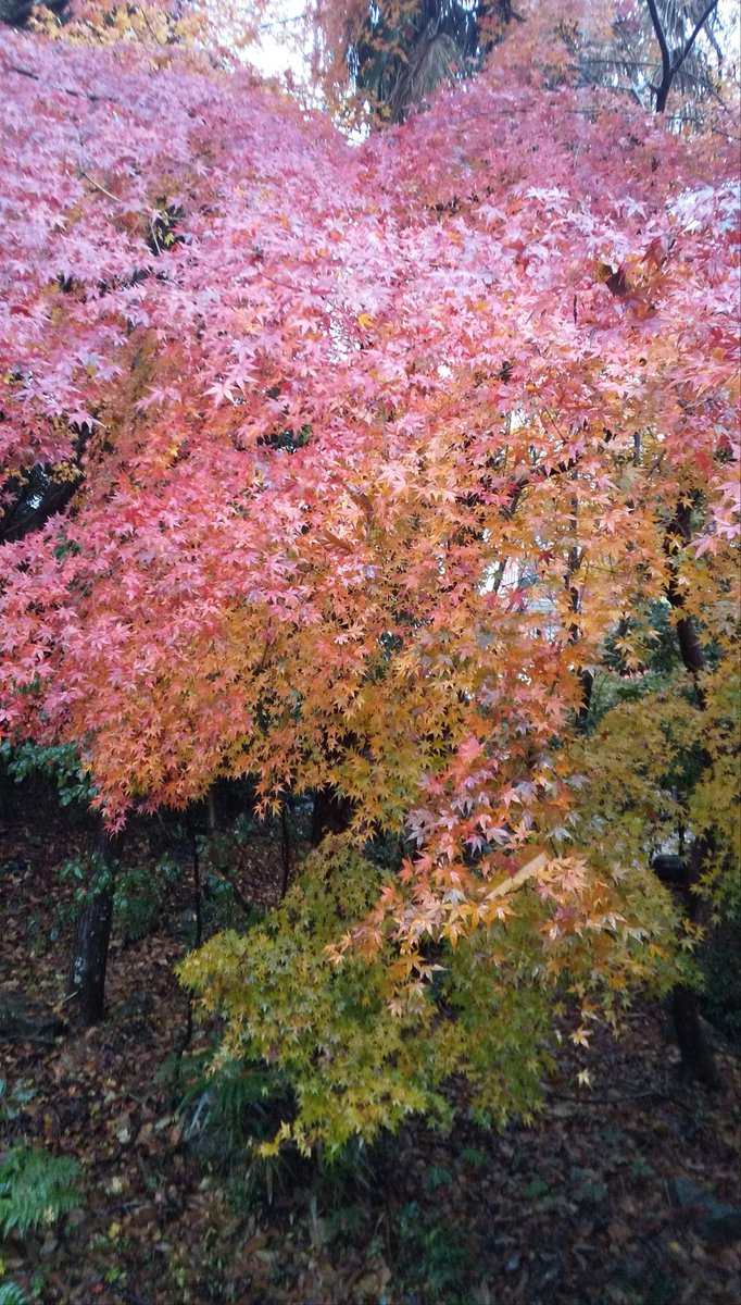 SakamotoChamise's tweet photo. ⭐︎11月営業日のお知らせ⭐︎

紅葉シーズンが近づいてきました。
5日(水)、12日(水)は定休日のためお休みをいただきます。
他は営業いたします。

※写真は過去の画像 https://t.co/EVTQyPueSi