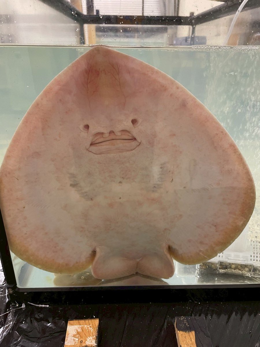 linebreakMie's tweet photo. 水族館の裏側。
・サー長
・三重県の「県のさかな」
・酒のツマミ候補
・ミミズハゼ堀りラー https://t.co/vRDEmZJUaX