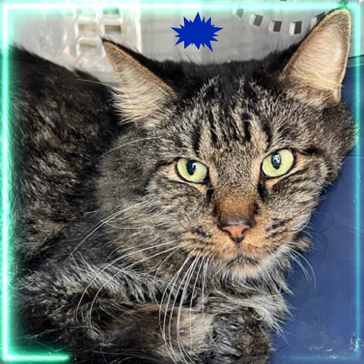 SNEAKERS NEEDS A PLACEMENT BY SATURDAY NOVEMBER 1, 2025 BY 12PM: Hello, my name is Sneakers. #sneakers: My animal id is #ID238646. I am a male brown #cat at the #QueensACC. The shelter thinks I am about 7 years 1 weeks old. #CatsOfX #NYCACC #Adopt #Foster #Rescue #Donate RT