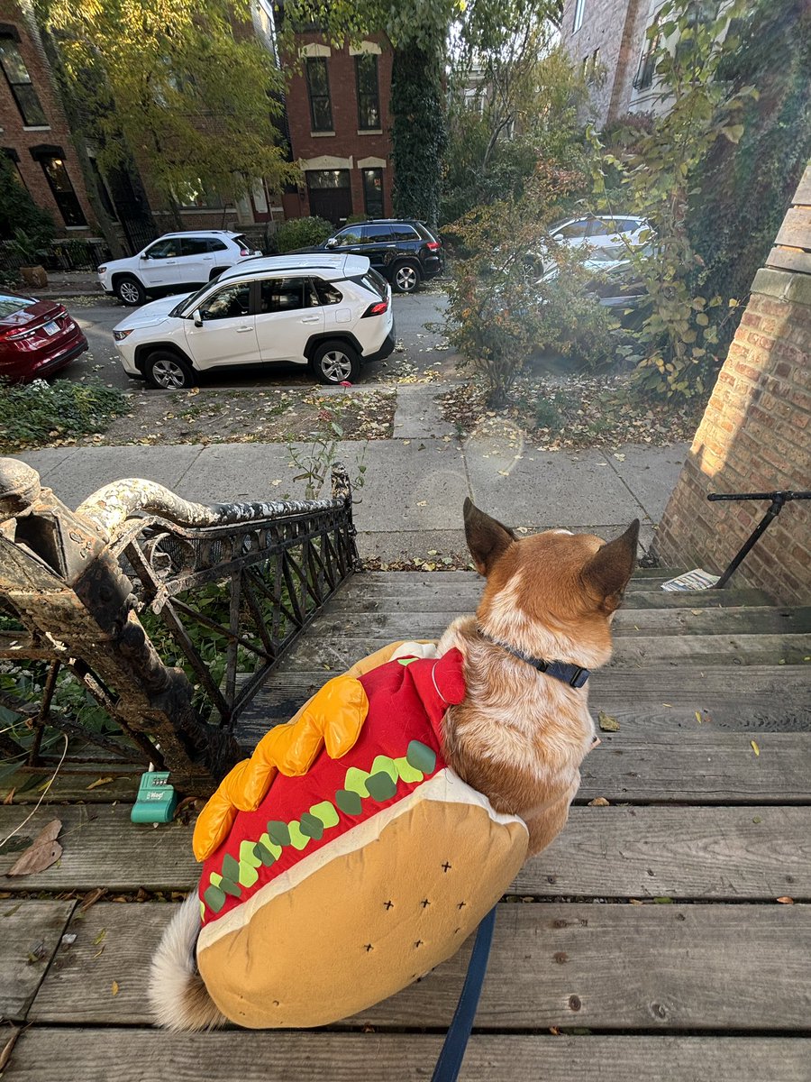 jayteeefff's tweet photo. Chicago dogs 4eva https://t.co/zGWS1Vgm2G