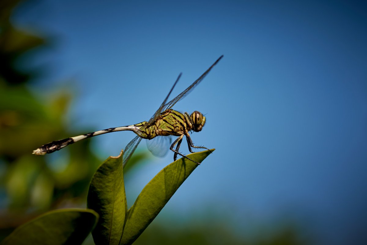 bownaankamal's tweet photo. Orthetrum sabina | Nagalapuram | India

Photo by @bownaankamal
.
.
#Orthetrumsabina #dragonfly #insectsofindia #bownaankamal #Andhrapradesh #Nagalapuram #Indianwildlife #entomology #wildlifeofindia https://t.co/oUrdNJivv3