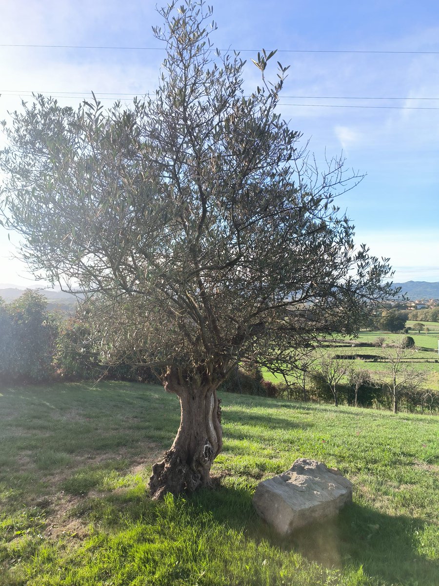 Plegar semana laboral con sensación de estar en un equilibrio imperfecto. Agradeciendo los valores recibidos, los descubiertos, los adoptados, todos todos todos. Chulísimo ser capaz de vivirlos (a pesar de la imperfección).
#management #PuraVids