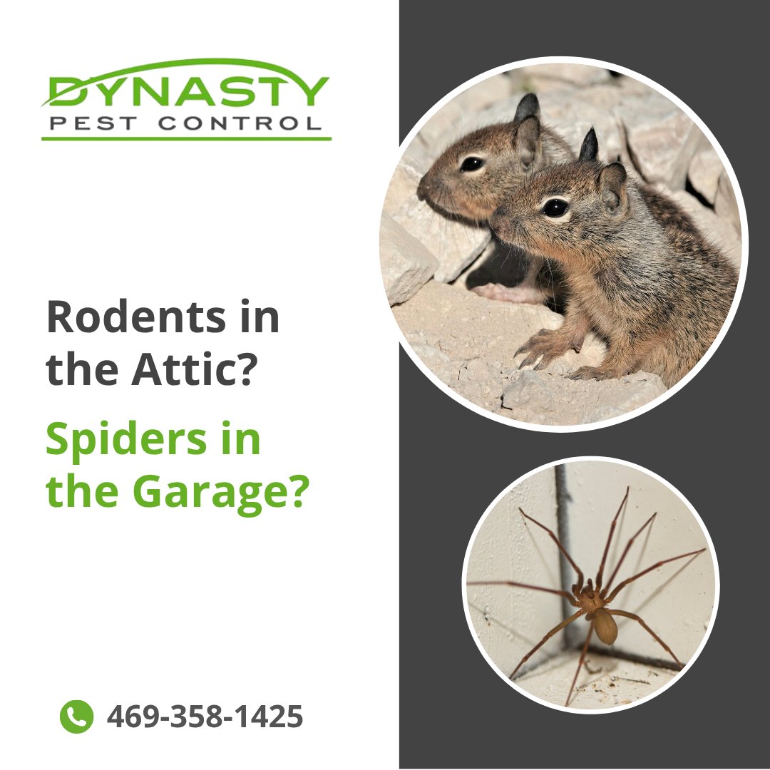 DynastyPest's tweet image. From black widows to roof rats, our Pest Library helps you identify threats and understand the best treatment options.

Browse our Pest Library today and get expert protection from Dynasty Pest Control. dynastypest.com/pest-library/ 

#pestcontrolservices #SunnyvaleTX