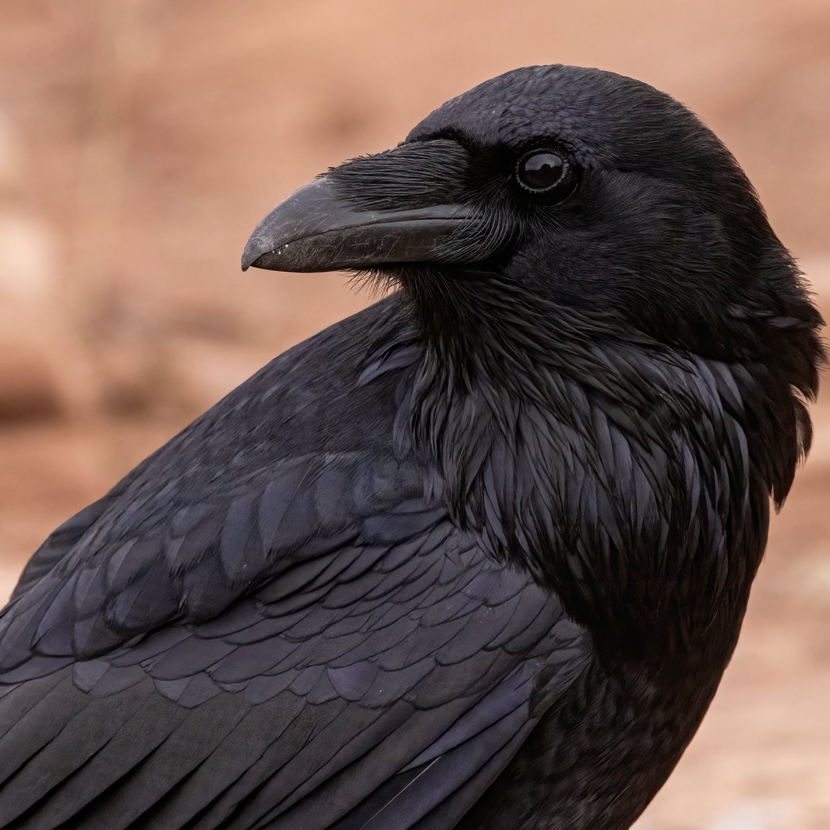 Ravens seem appropriate for today. Happy Halloween! 👻