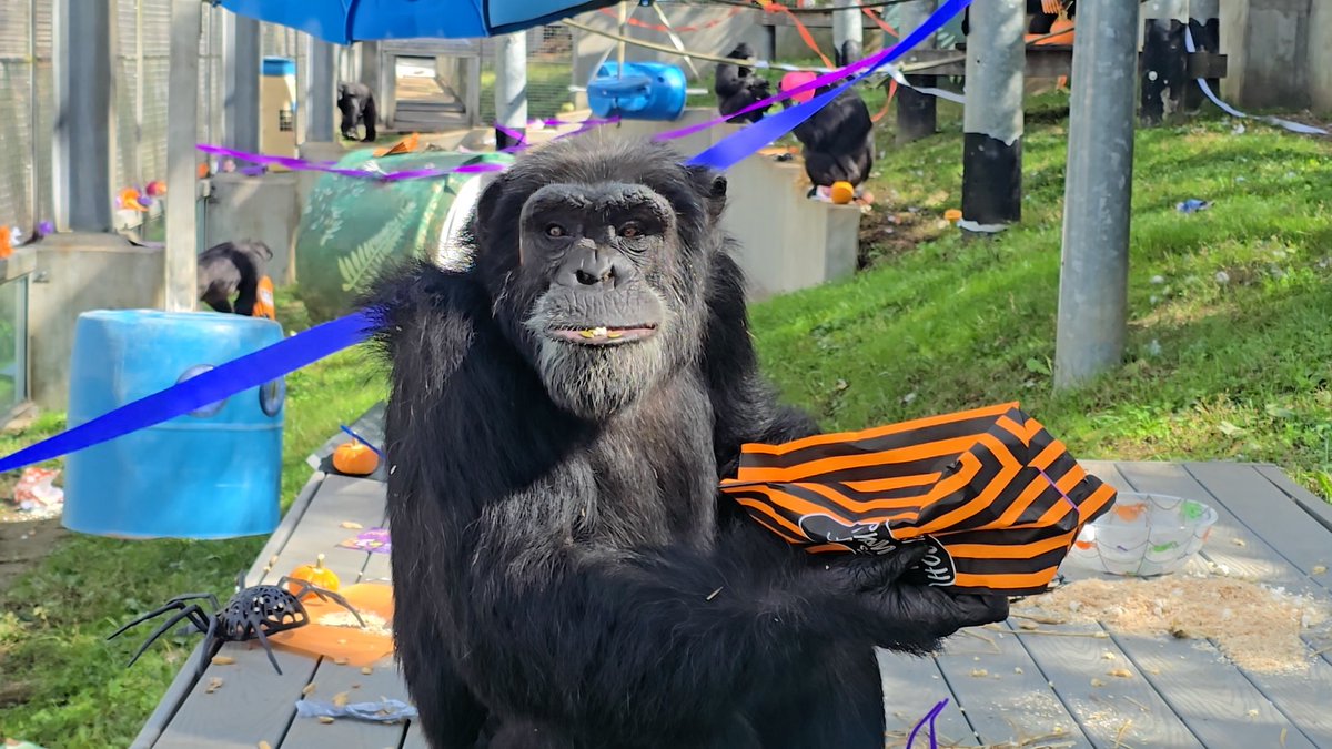 The chimps had so much fun at their Halloween party! Lots of tasty treats and drinks and spooky decor! Check out the full party video at our Youtube channel youtu.be/-UkXe-q2wQY