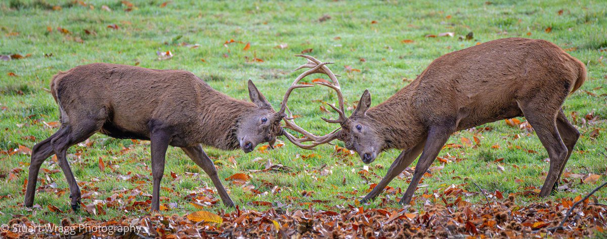 Stuart Wragg tweet media