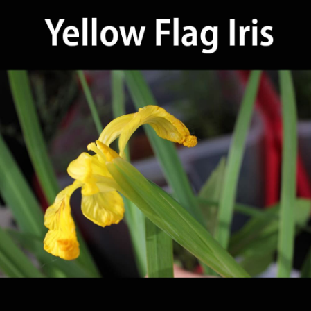 Cows and Fish | Riparian Management Society tweet media