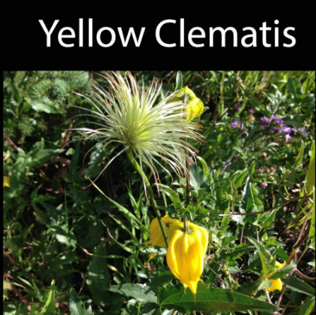 Cows and Fish | Riparian Management Society tweet media